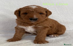 Australian Labradoodle dogs for sale: Australian Labradoodle Pups  - Image 4