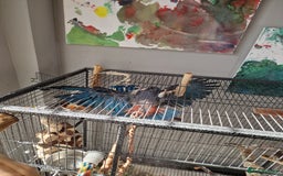 Parrots birds for sale: Bronze wing Pionus female 3 years old - Image 2