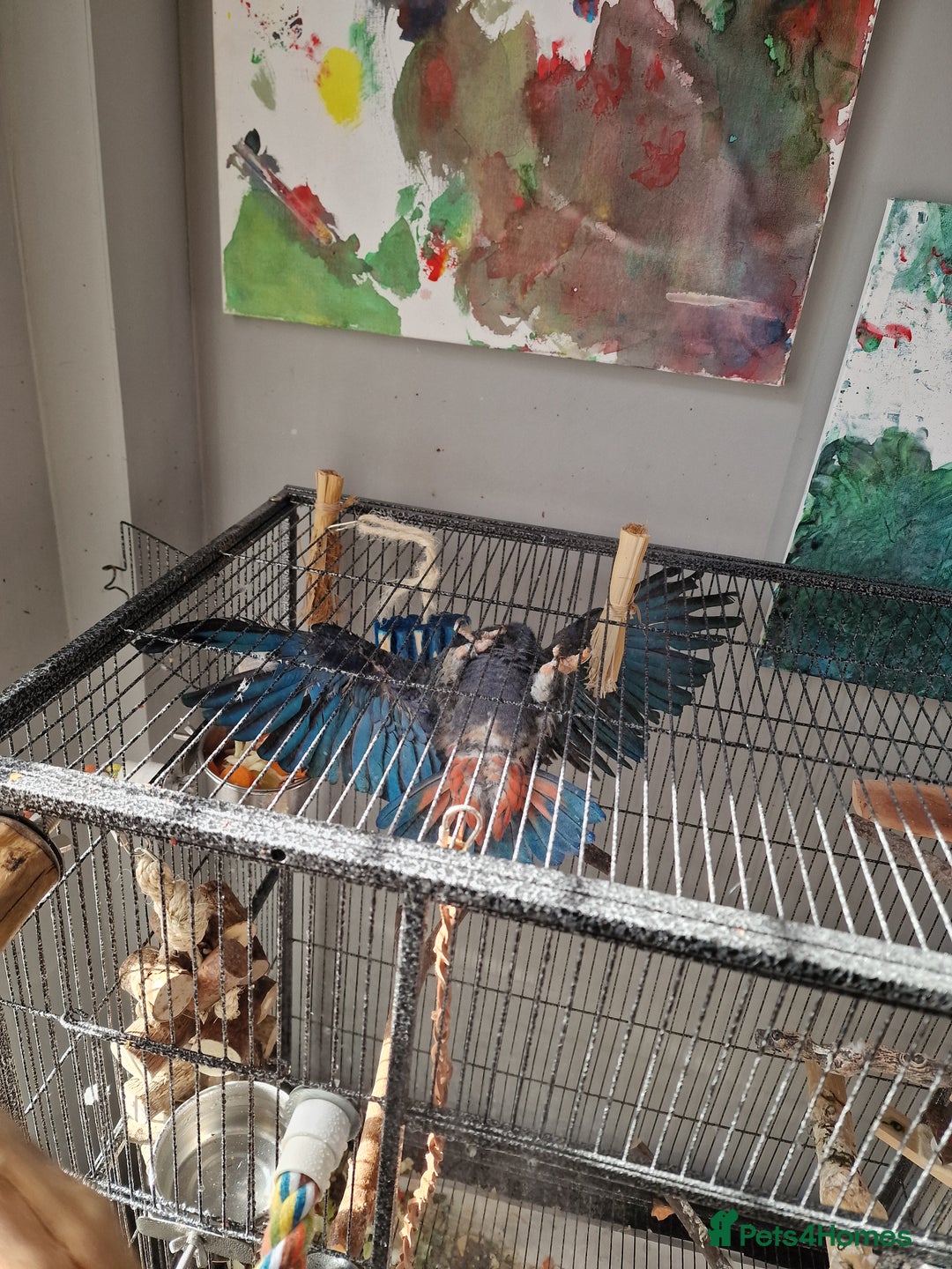 Parrots birds for sale: Bronze wing Pionus female 3 years old - Image 2