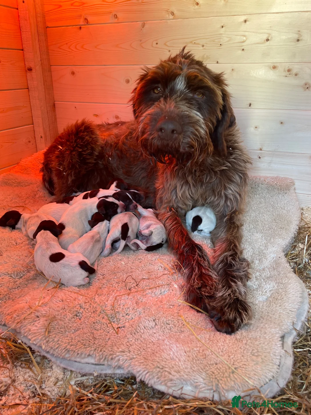 German Wirehaired Pointer dogs for sale: 2 beautiful German wired haired pointer pups - Advert 8