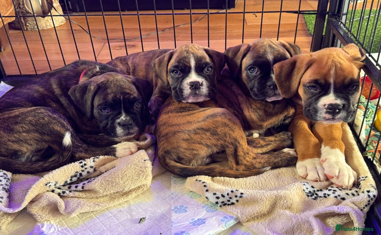 Boxer dogs - Advert 4