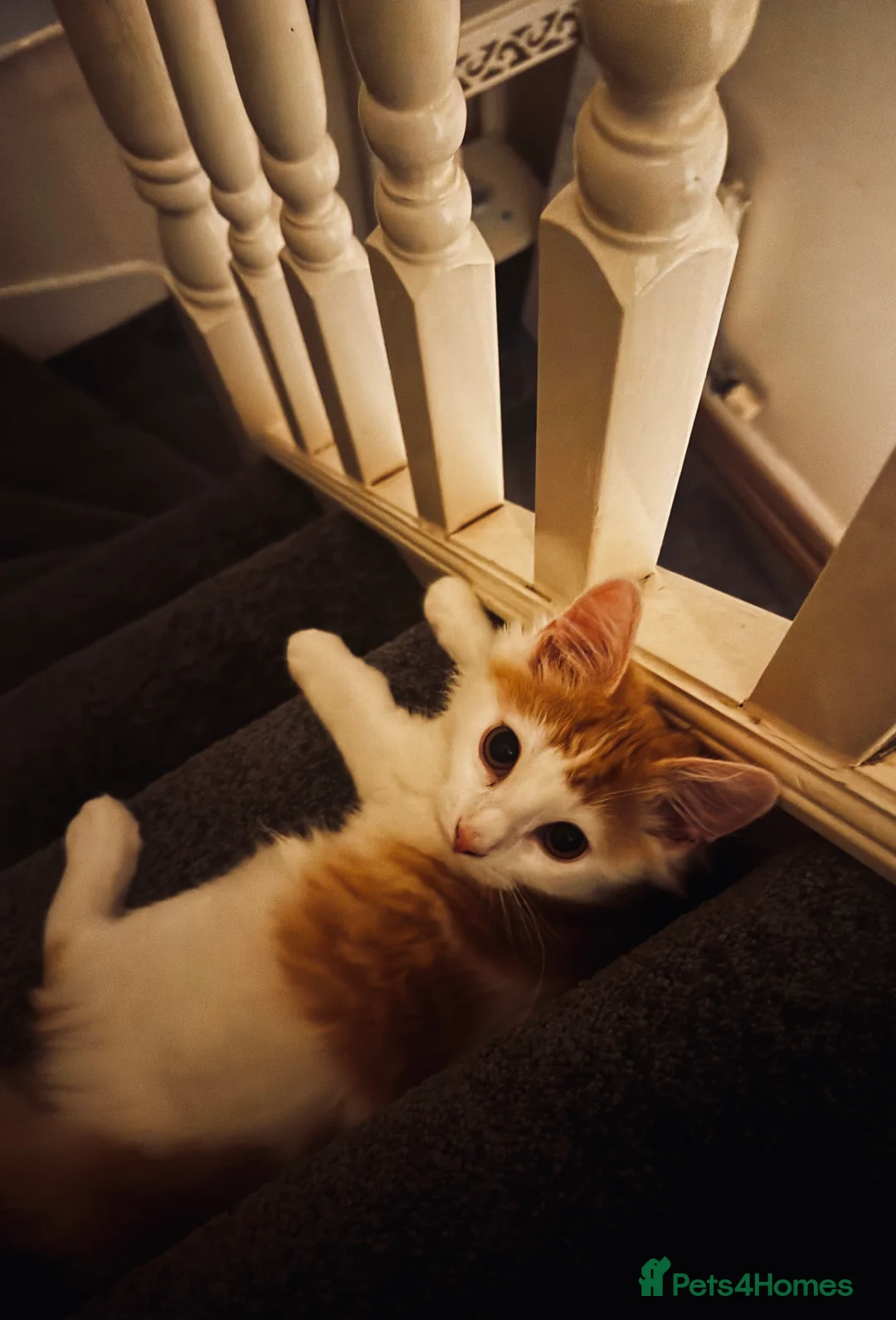 Mixed Breed cats for sale: Young male kitten looking for a loving home! - Advert 4