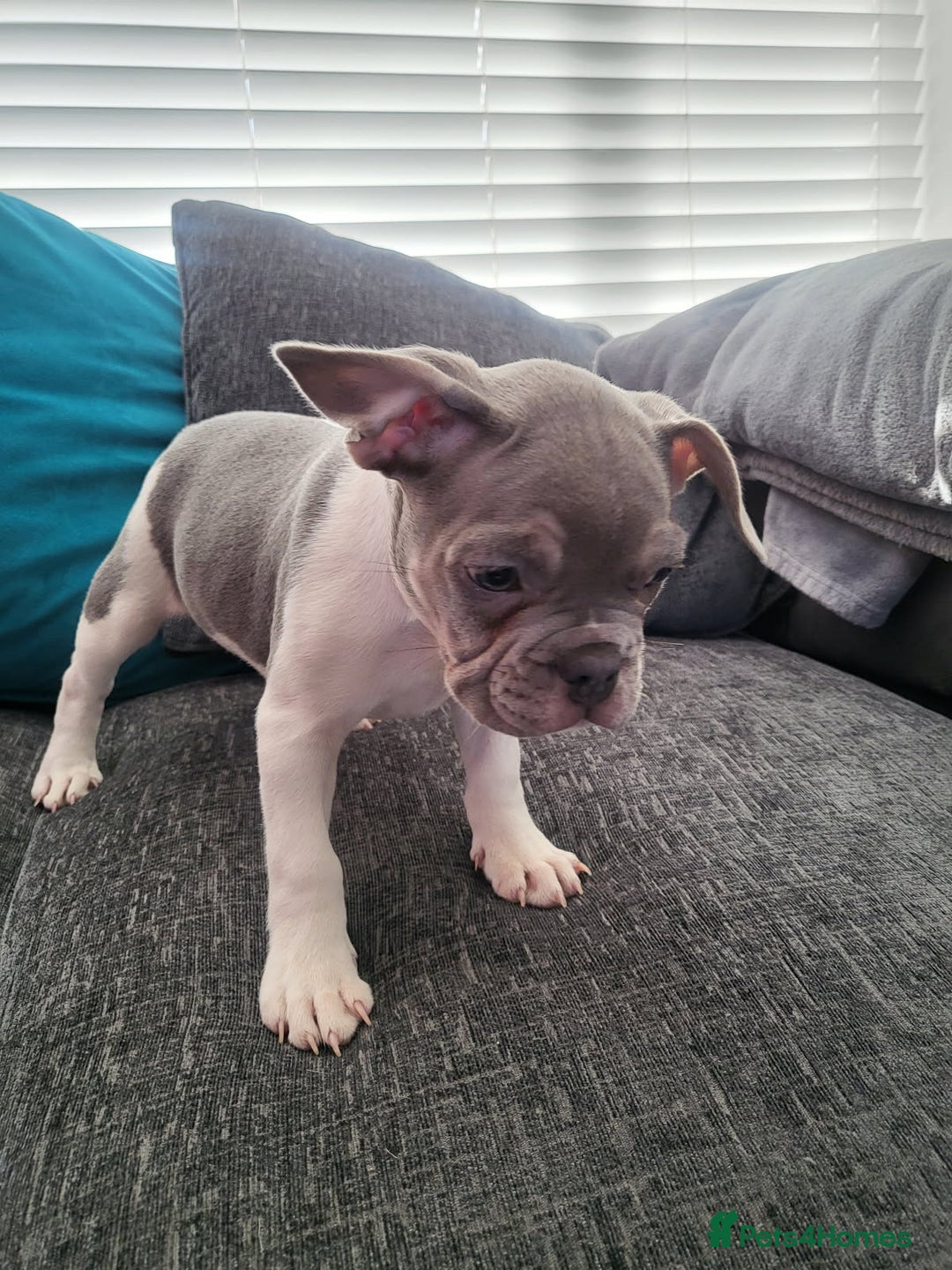 French Bulldog dogs for sale: KC Registered Frenchies ONLY 3 LEFT - Image 18