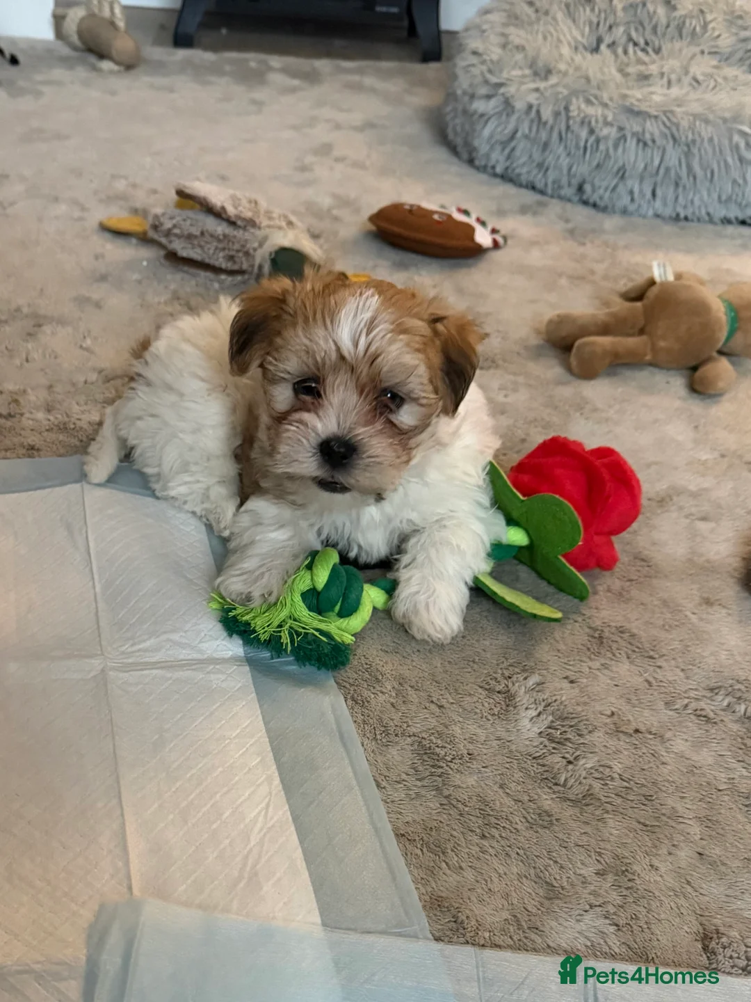 Lhasa Apso dogs for sale: READY NOW 2 beautiful lhatese boy pups  - Advert 5