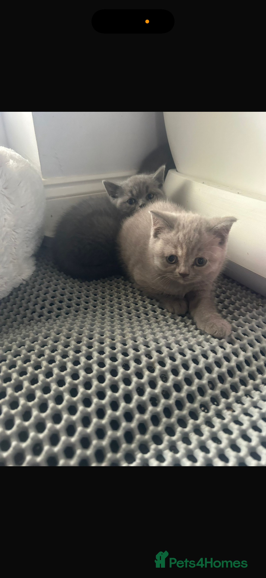 British Shorthair cats for sale: Beautiful cuddly, British short hair kittens  - Image 15