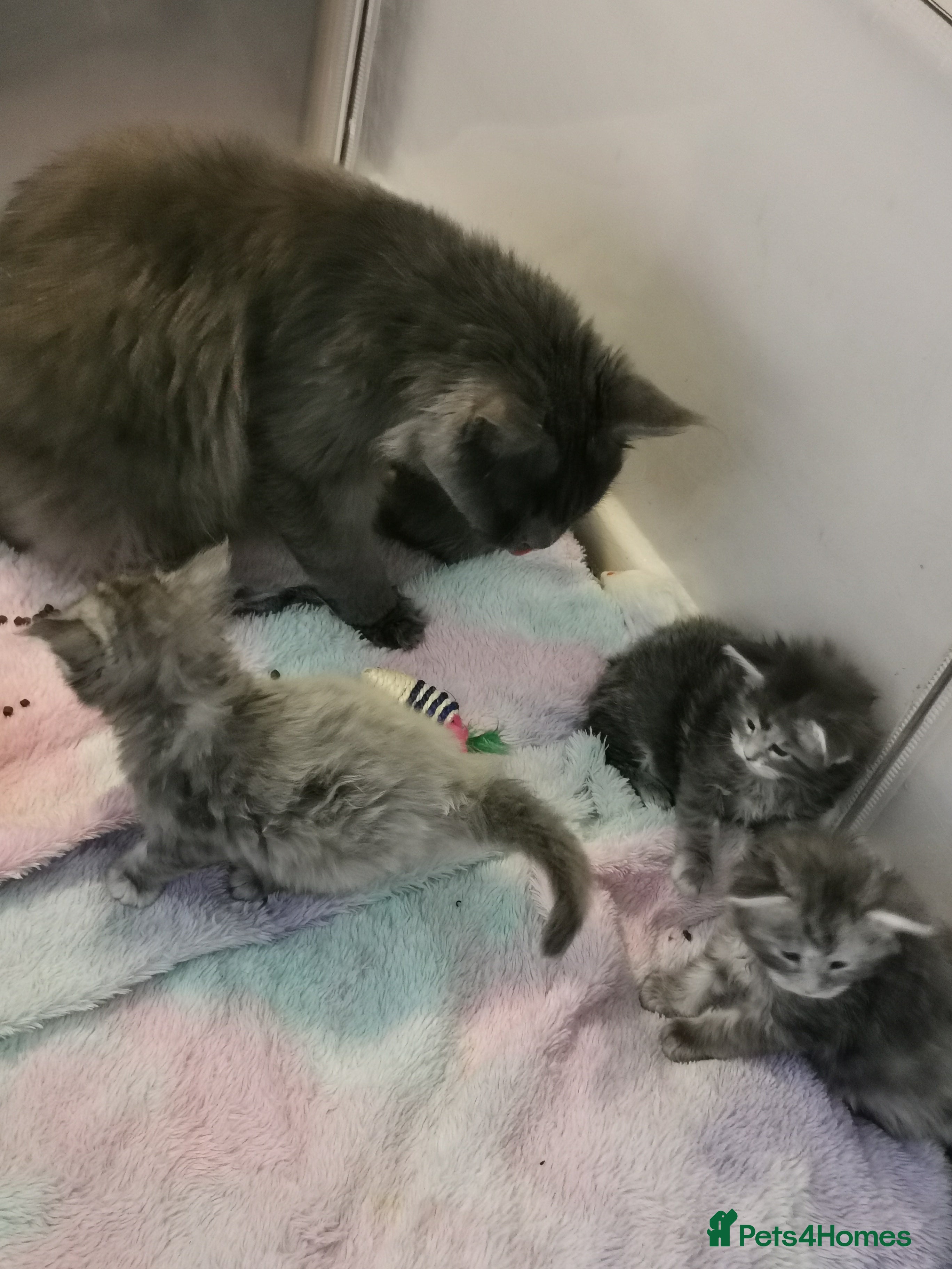 Maine Coon cats Chunky Maine Coon kittens available for sale  - Advert 3