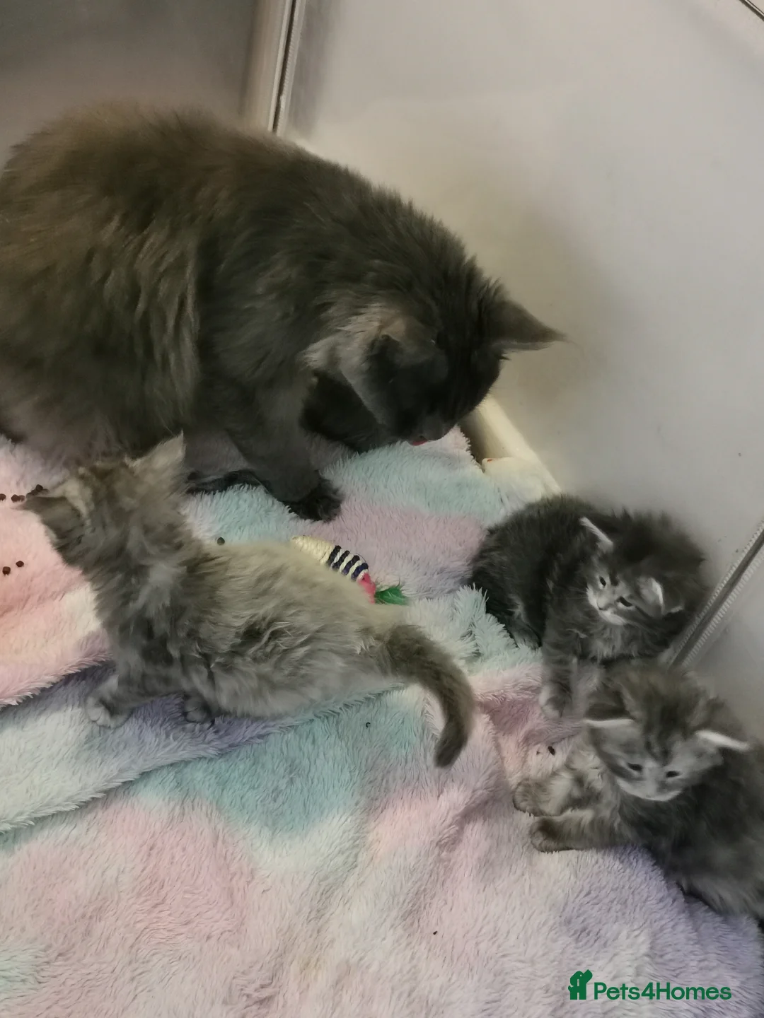 Maine Coon cats for sale: Chunky Maine Coon kittens available for sale  - Advert 1