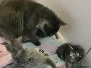 Maine Coon cats Chunky Maine Coon kittens available for sale - Advert 2