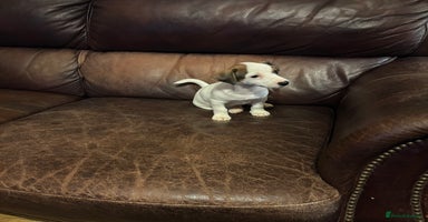 Jack Russell dogs - Advert 4