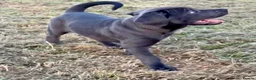 Cane Corso dogs for sale: Gorgeous Cane Corso Puppies  in Bishop's Stortford - Advert 6