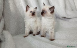 Ragdoll cats for sale: Ragdoll Kittens Looking for Loving Homes - Image 1
