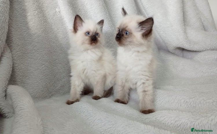 Ragdoll cats - Advert 7