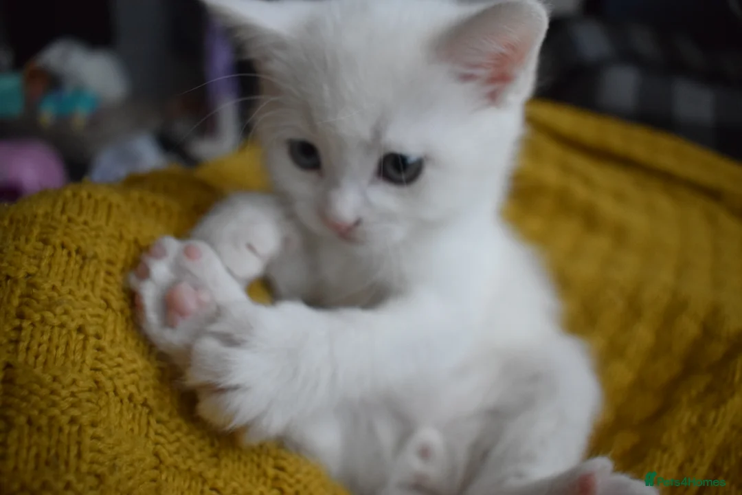 Mixed Breed cats for sale: Rare Odd Eye Mixed Breed Kitten for sale - Advert 19