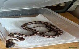 Boa Snake reptiles for sale: Brazilian rainbow boa babies  - Image 14