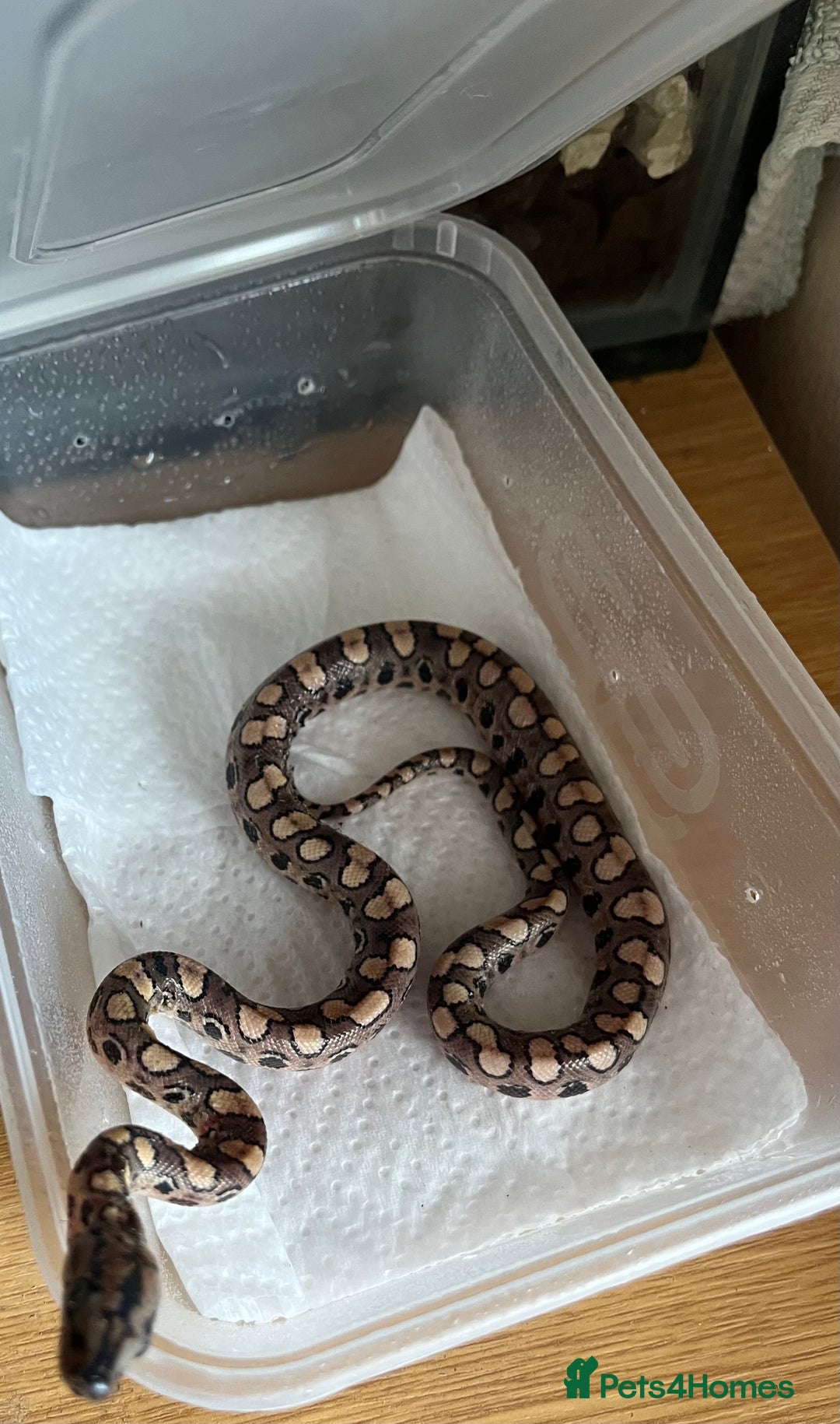 Boa Snake reptiles for sale: Brazilian rainbow boa babies  - Image 14