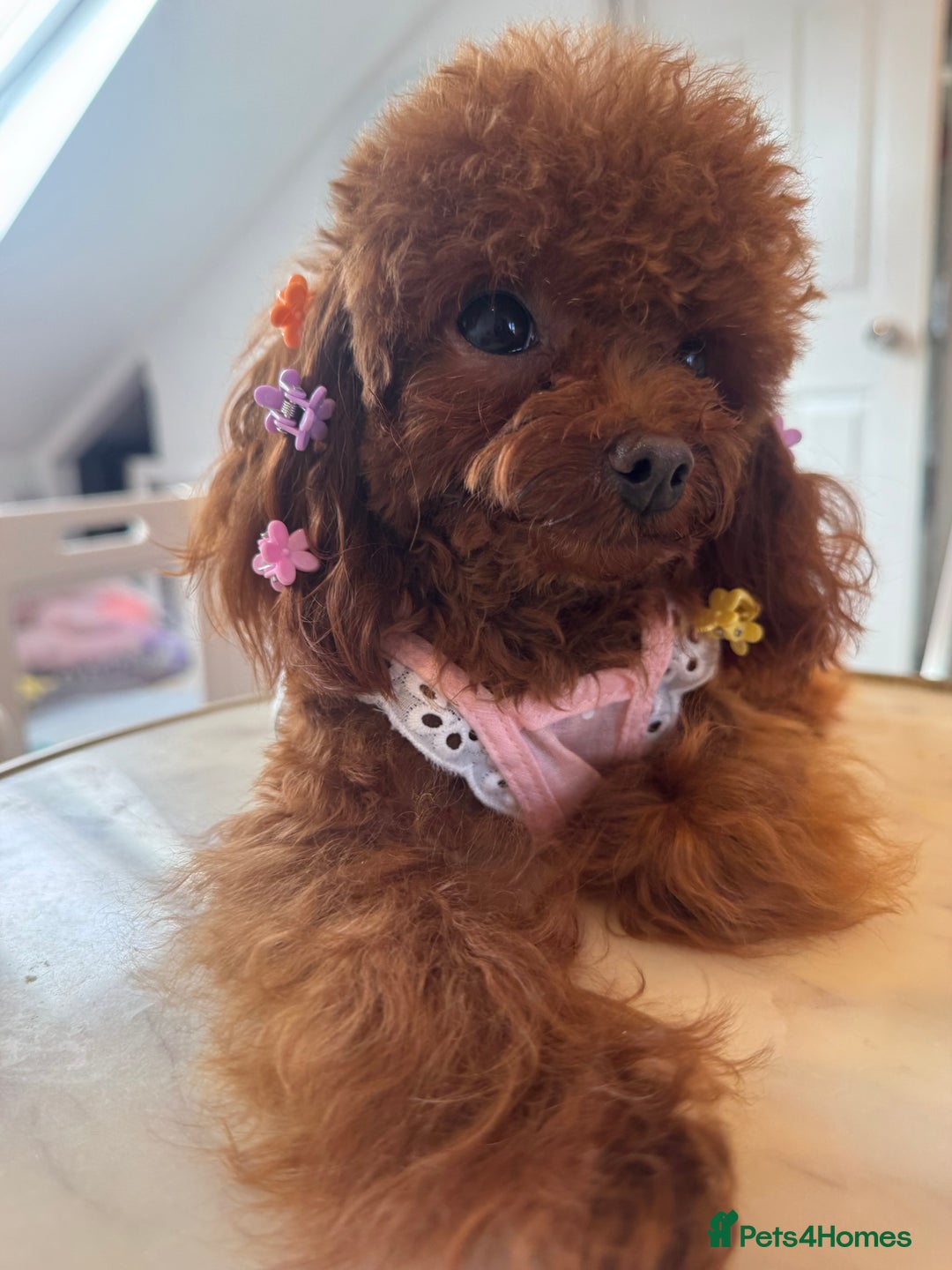 Toy Poodle dogs for sale: Asian female Poodle  - Advert 5