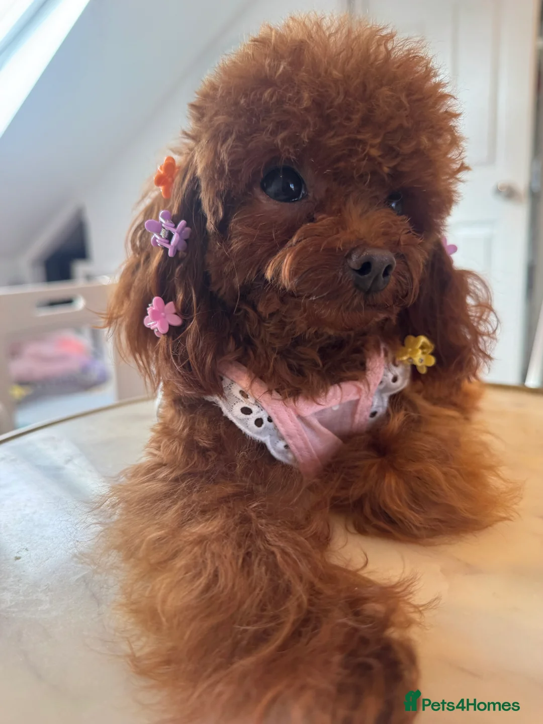 Toy Poodle dogs for sale: Tiny Asian Poodle  - Advert 3