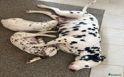 Dalmatian dogs for sale: 2 handsome chunky liver spotted boys  - Image 12