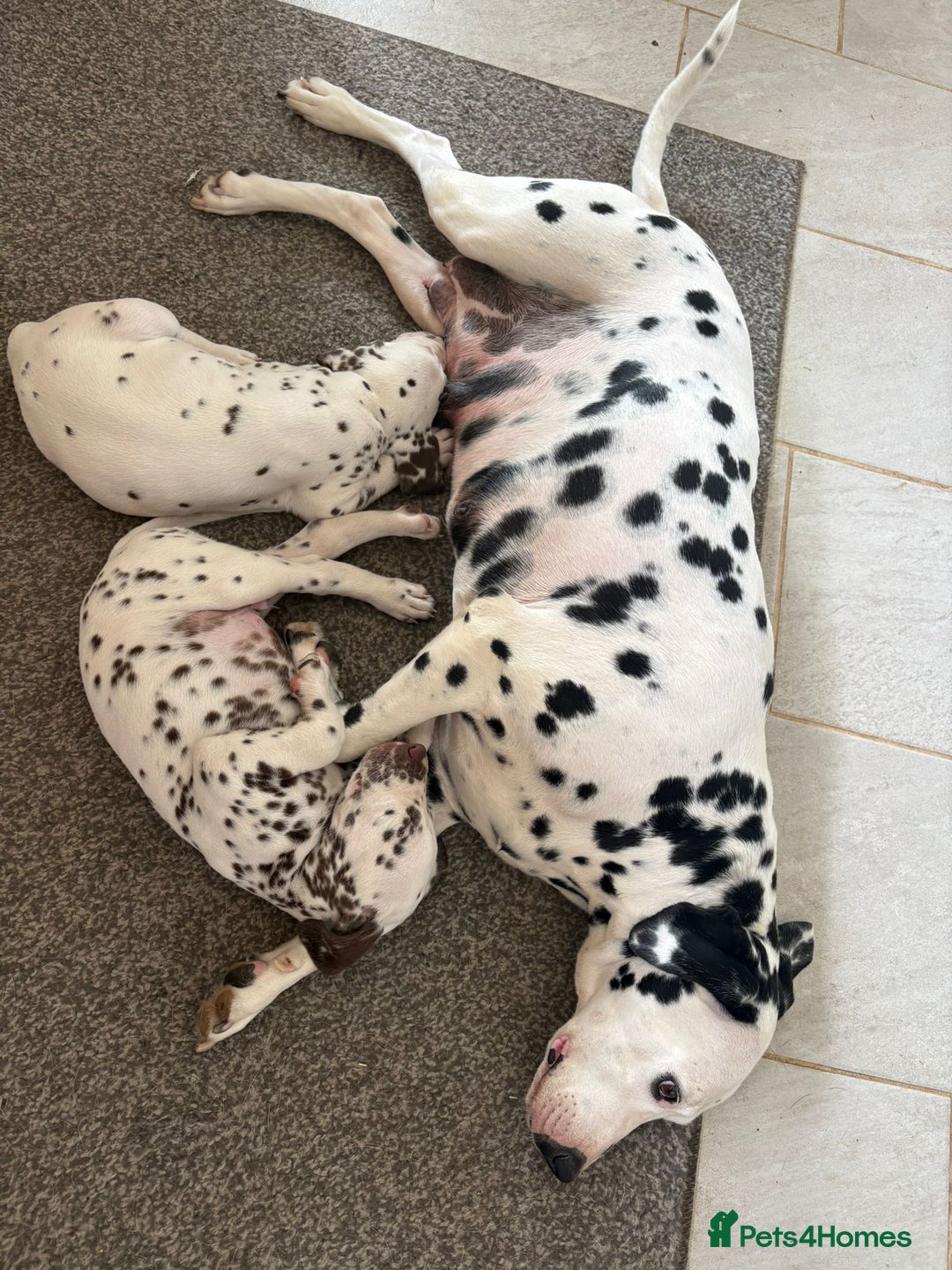 Dalmatian dogs for sale: 2 handsome chunky liver spotted boys  - Image 12