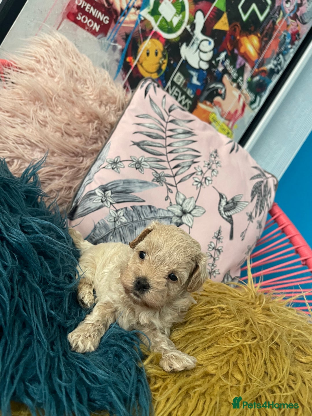 Maltipoo dogs for sale: ❤️XS TOY MALTIPOOS❤️ - Image 6
