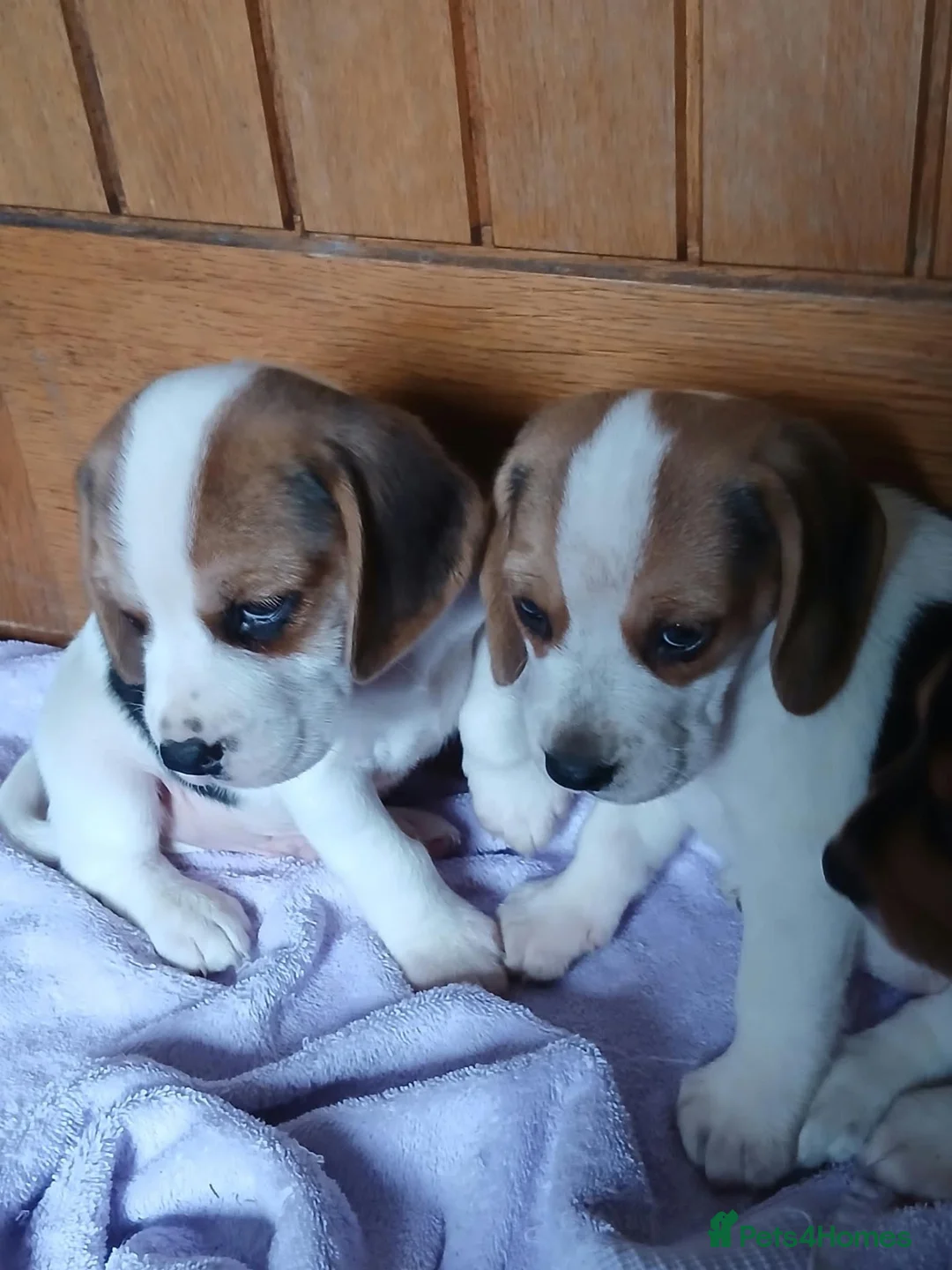 Beagle dogs for sale: Beagle puppies  - Advert 23