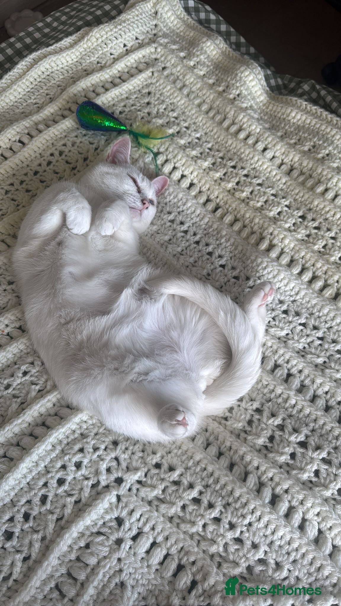 Mixed Breed cats Looking for a new home - Advert 1