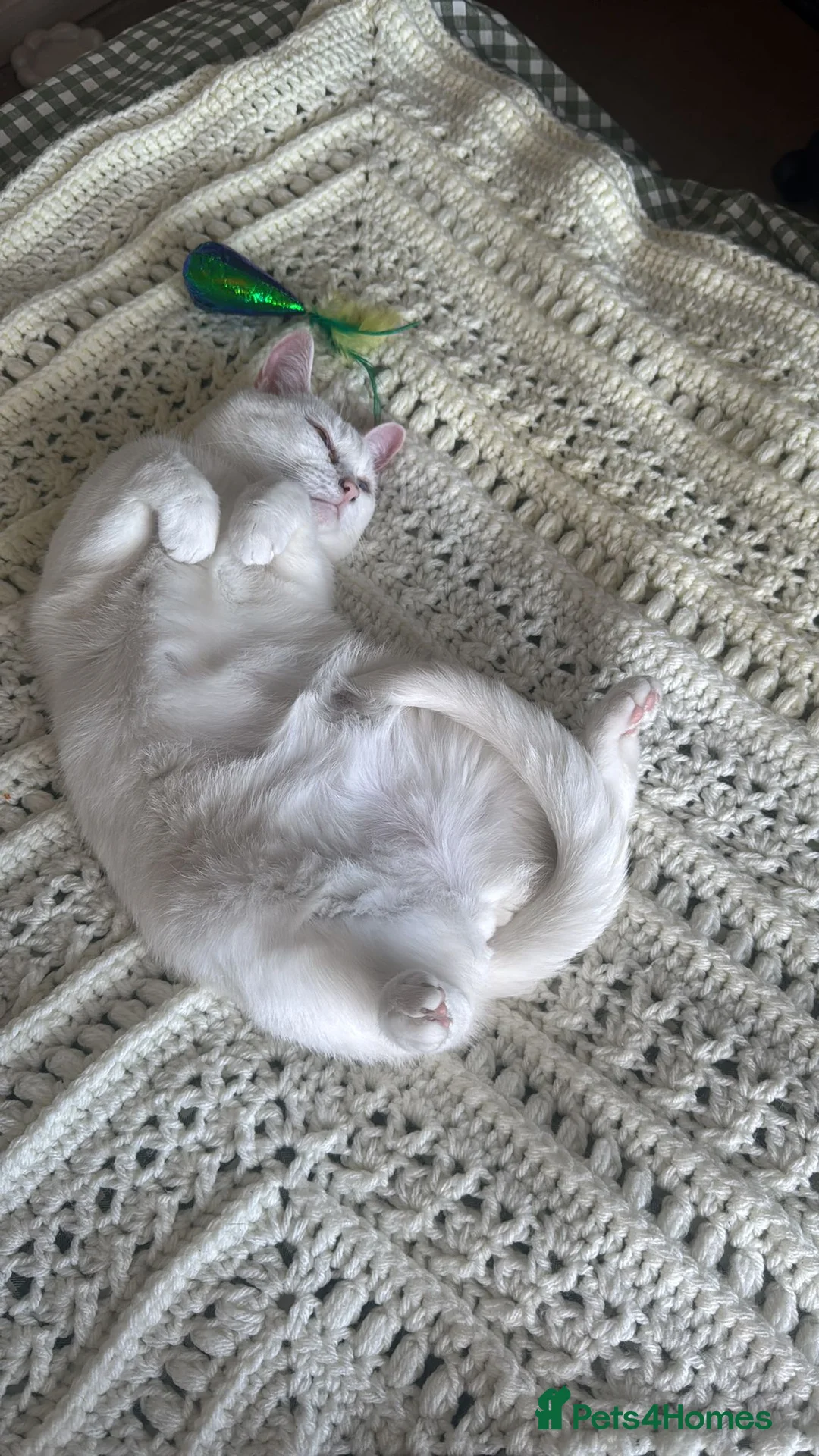 Mixed Breed cats for sale: Looking for a new home - Advert 1