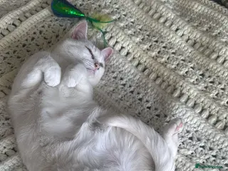 Mixed Breed cats Looking for a new home - Advert 1