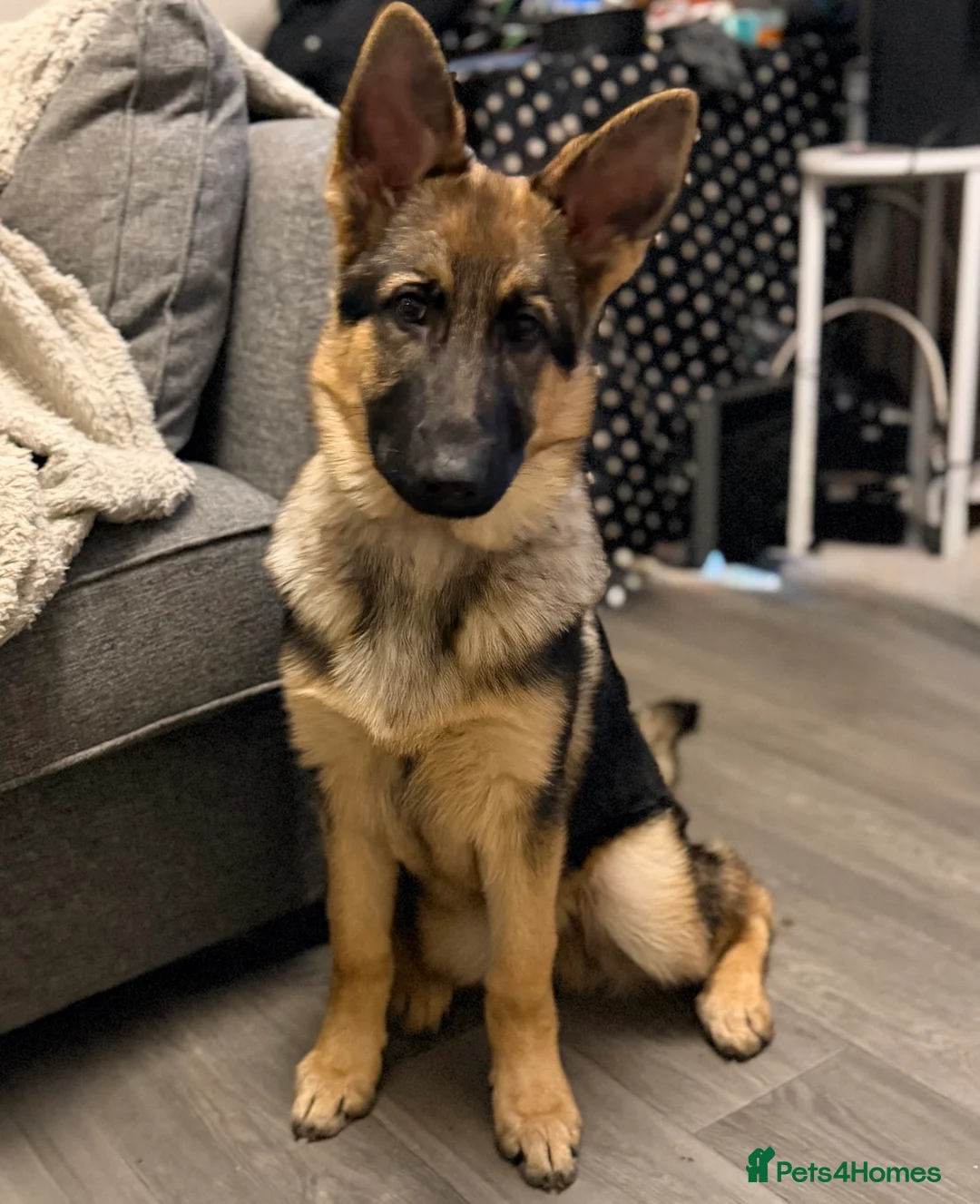 German Shepherd dogs for sale: 4.5 month old male German Shephard - Advert 4