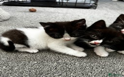 British Shorthair cats for sale: British short hair cross  - Image 18