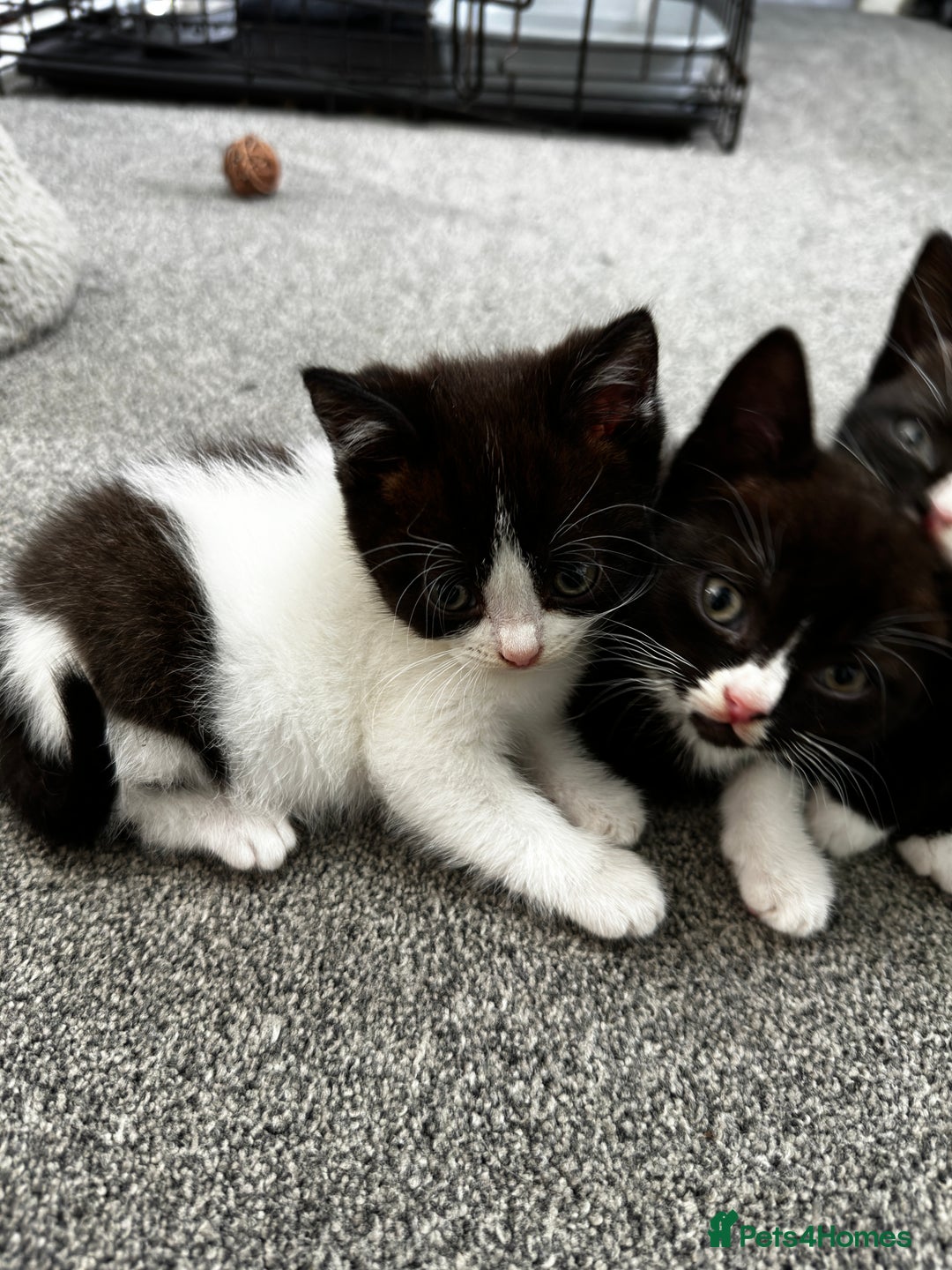 British Shorthair cats for sale: British short hair cross  - Image 18