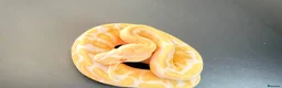 Python Snake reptiles for sale: 1.0 GHI, Leo, 66% het Pied  - Advert 15