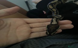 Python Snake reptiles for sale: Royal python and tank  - Image 2