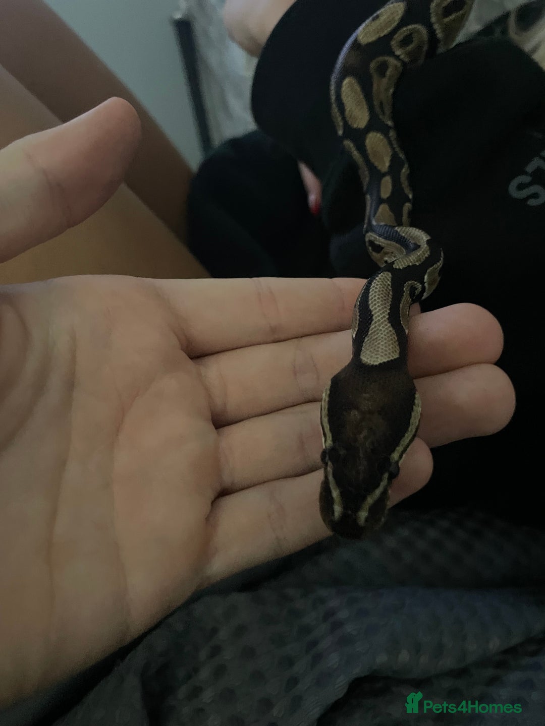 Python Snake reptiles for sale: Royal python and tank  - Image 2