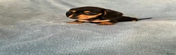 Dachshund dogs for sale: Dauchund puppies  in Uckfield - Advert 3