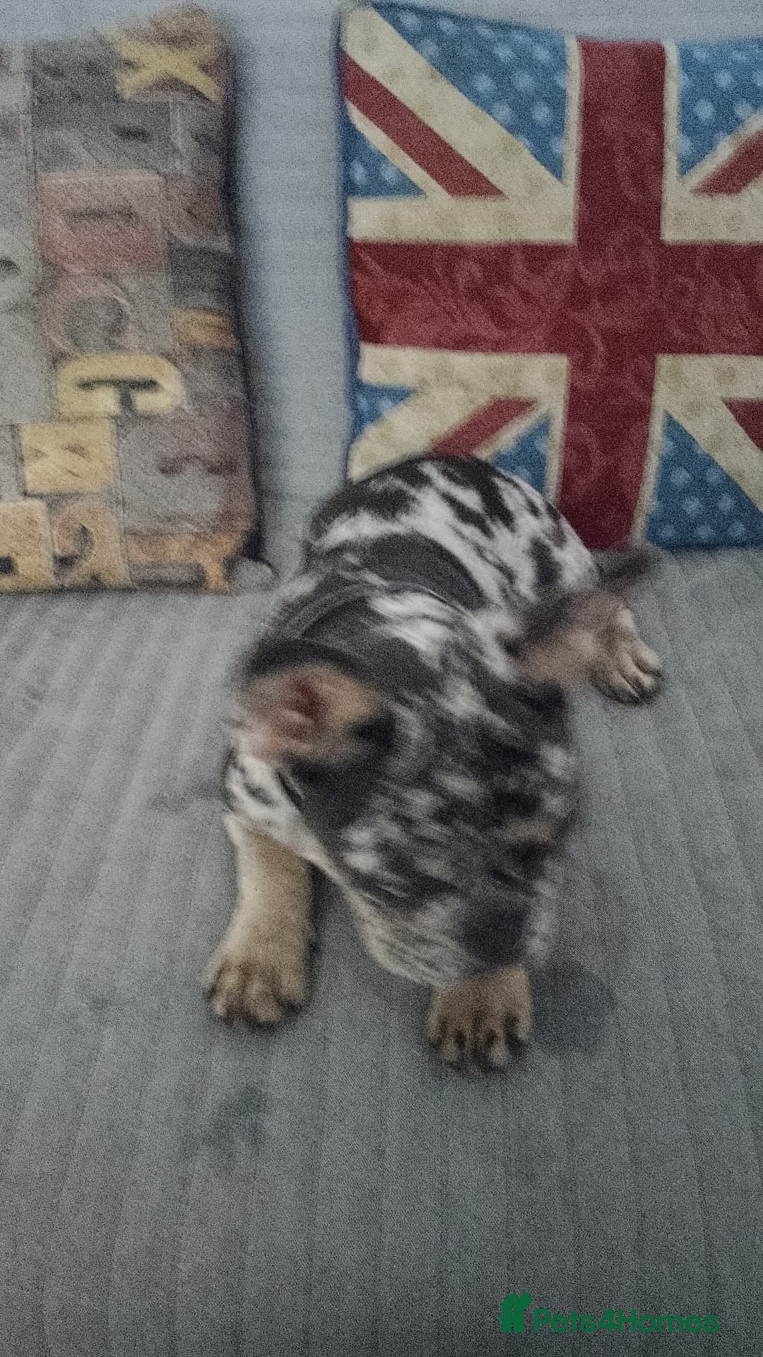 French Bulldog dogs for sale: French bulldog  - Image 6