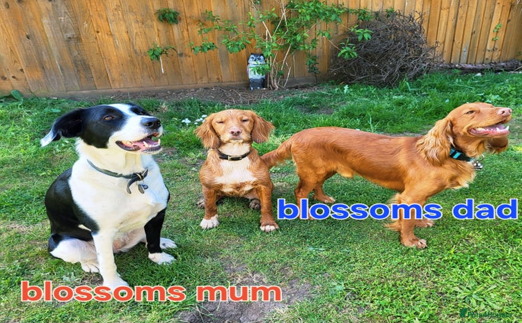 Cocker Spaniel dogs - Advert 4