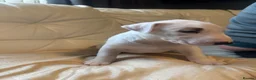 Miniature Bull terrier dogs for sale: White bull terrier girl  - Advert 3