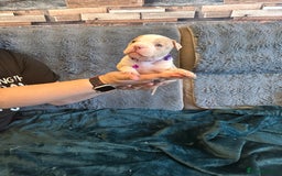 American Bully dogs for sale: 🐾 ABKC Registered Micro/Pocket Bully Puppies! 🐾 - Image 25