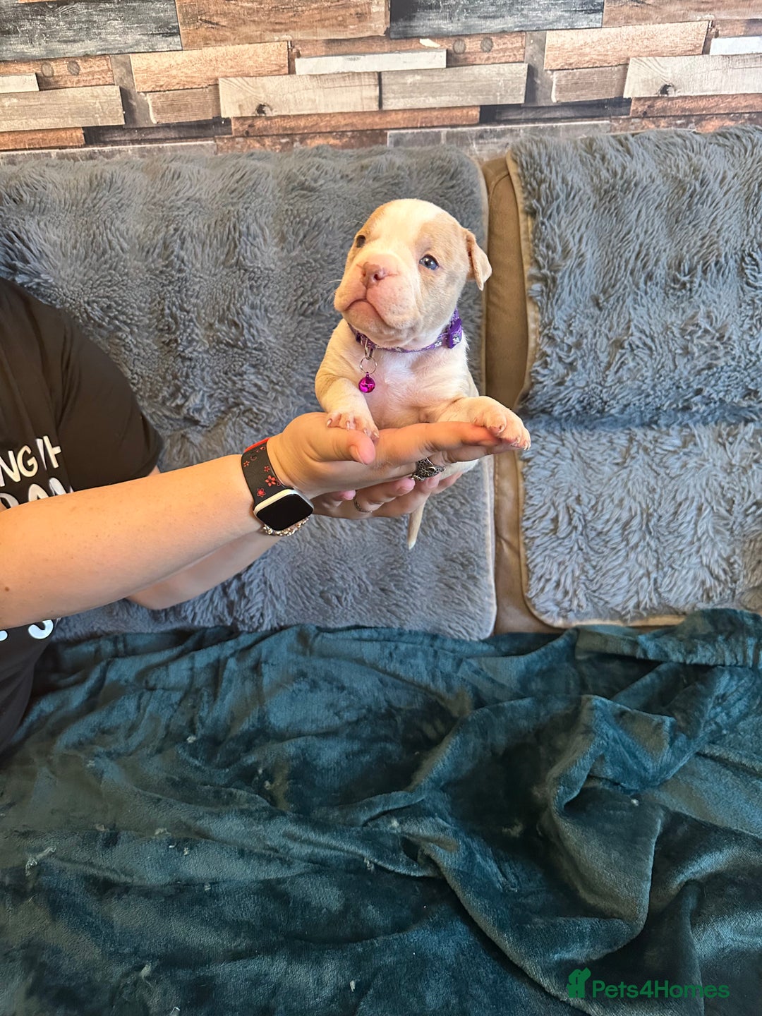 American Bully dogs for sale: 🐾 ABKC Registered Micro/Pocket Bully Puppies! 🐾 - Image 25