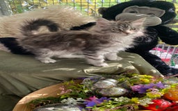 Maine Coon cats for sale: Pedigree registered Maine Coons - Image 13