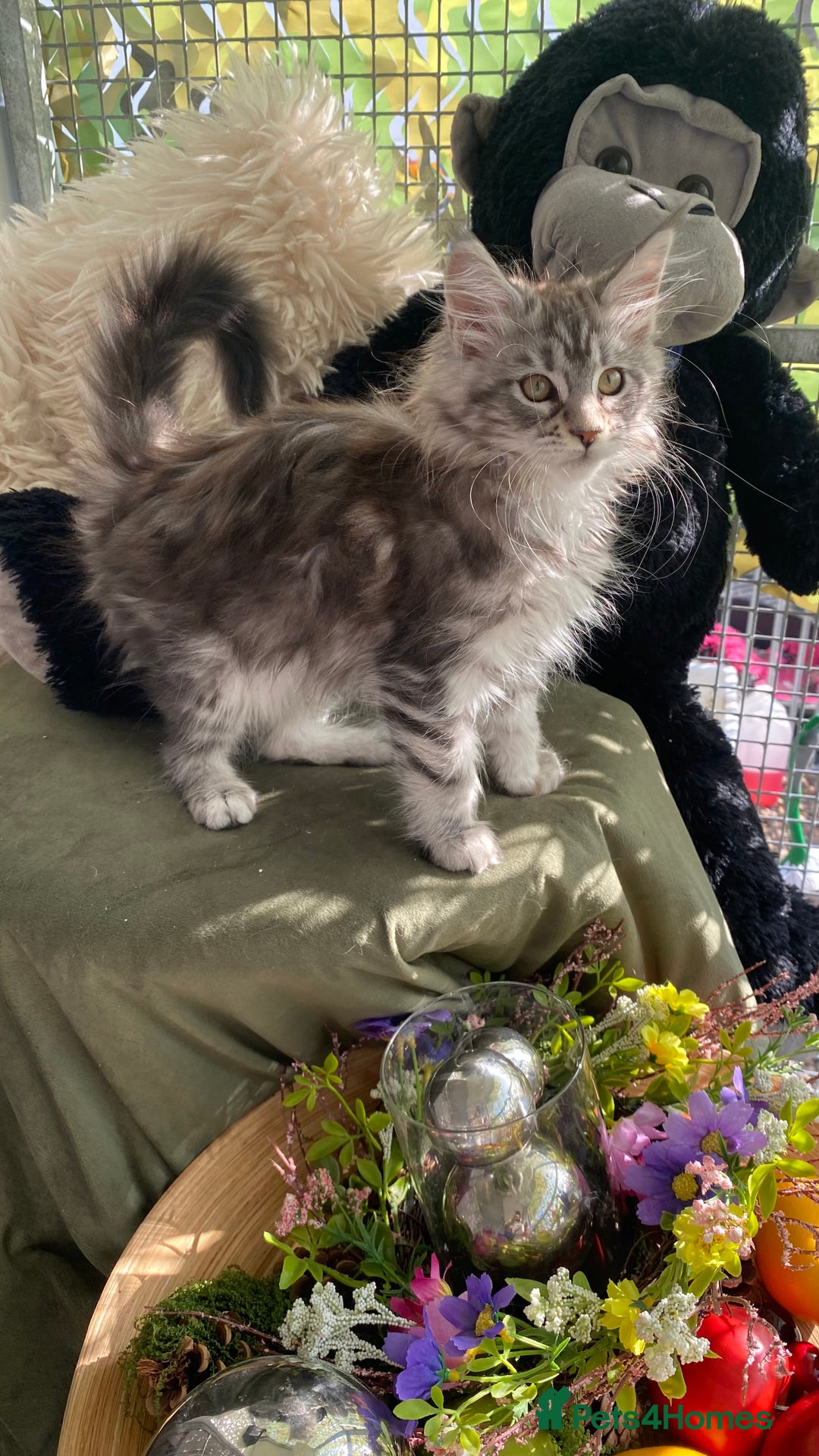 Maine Coon cats for sale: Pedigree registered Maine Coons - Image 13