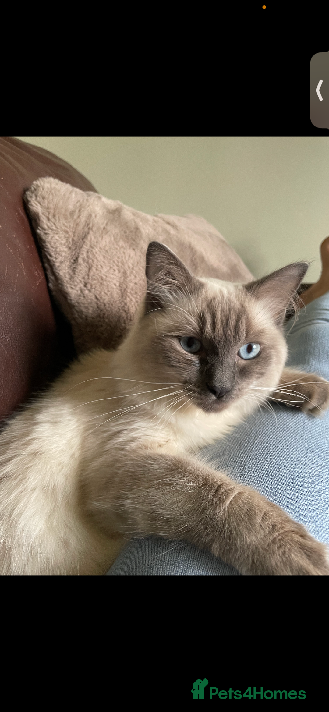 Ragdoll cats for sale: 4 Ragdoll kittens  - Advert 9