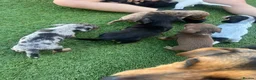 Jackshund dogs for sale: Jackhounds in Weston-super-Mare - Advert 3