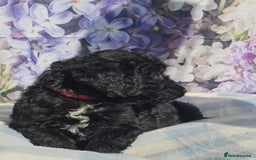Cockapoo dogs for sale: sable & phantom & tri colour cockapoo puppies  - Image 22