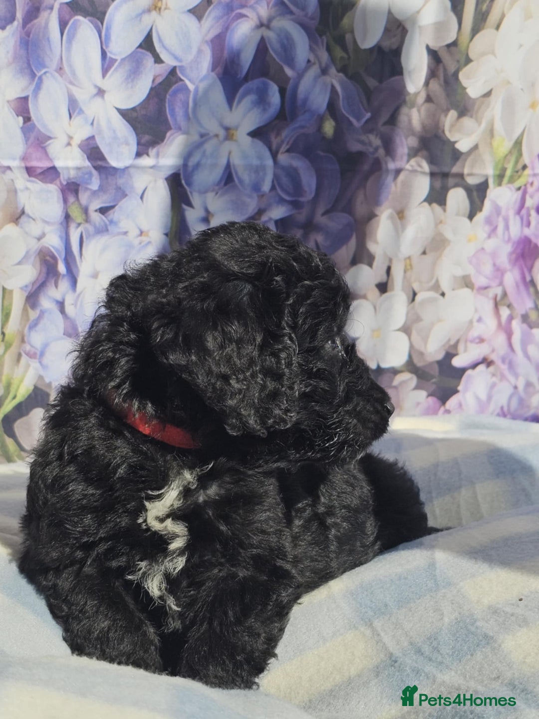 Cockapoo dogs for sale: sable & phantom & tri colour cockapoo puppies  - Image 22