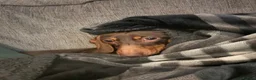Miniature Dachshund dogs for sale: 2x adult minute dachund  - Advert 2