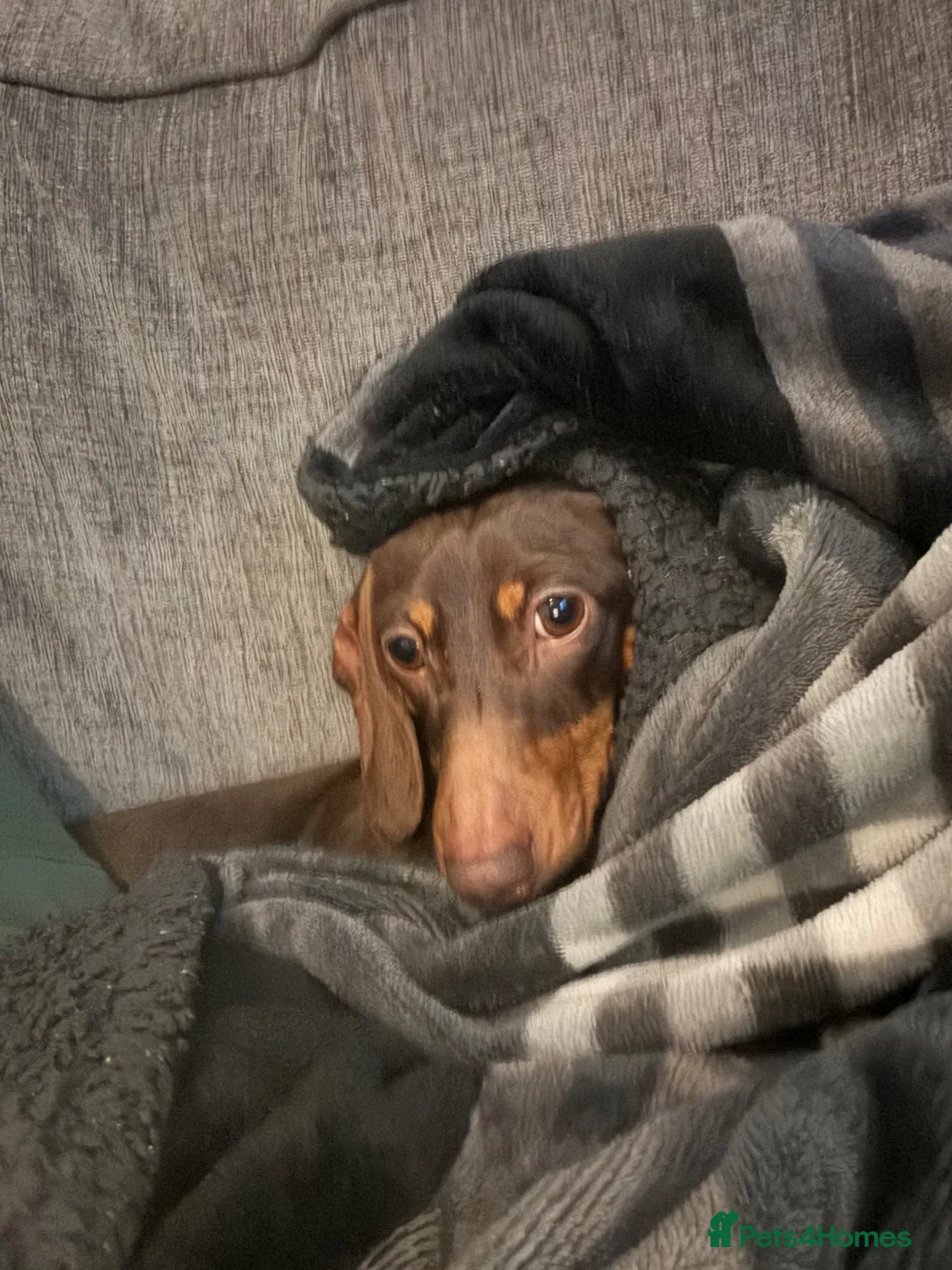 Miniature Dachshund dogs for sale: 2x adult minute dachund  - Advert 2