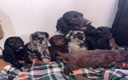 Cockapoo dogs for sale: F1b female Cockapoo puppy  - Image 3