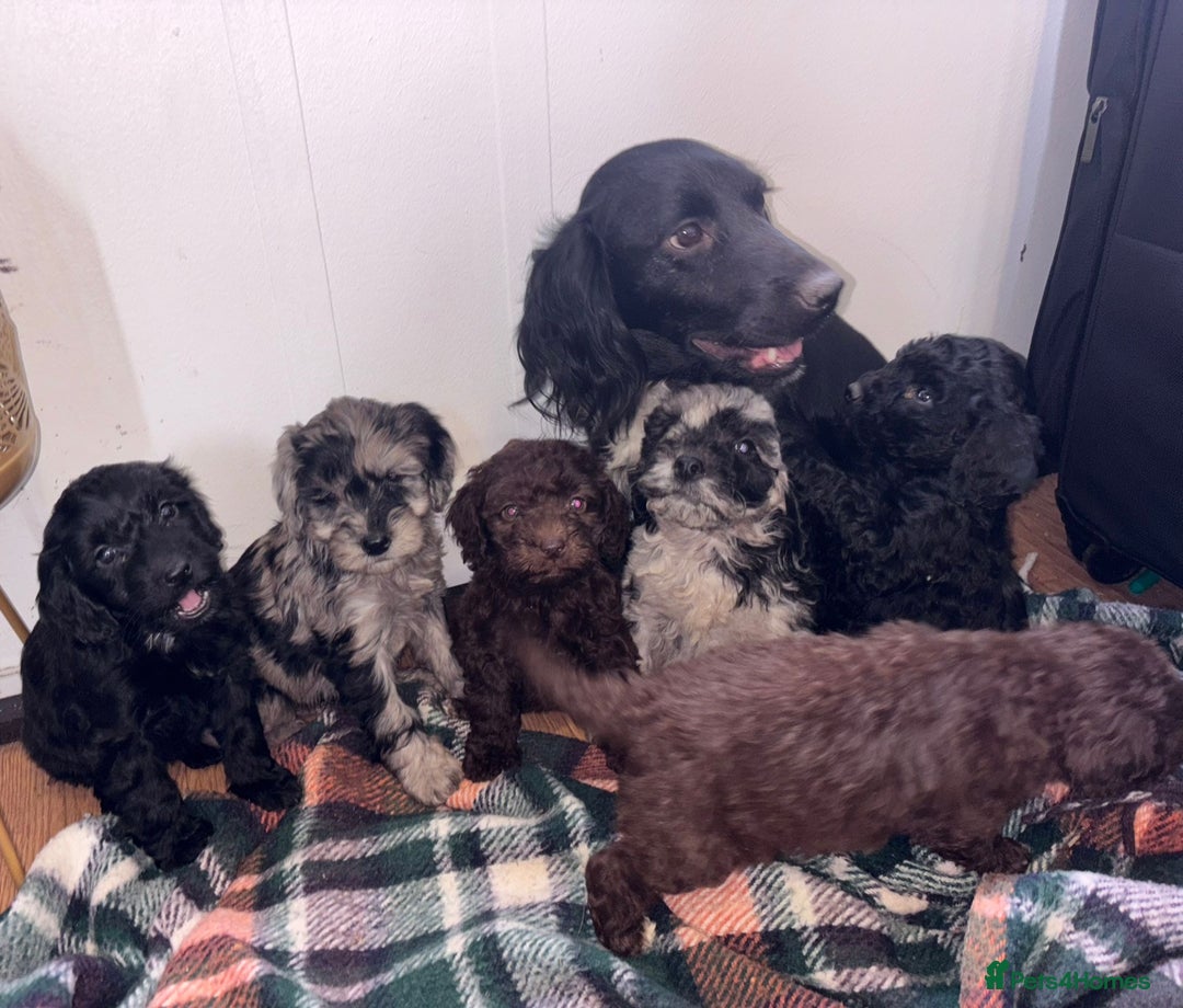 Cockapoo dogs for sale: F1b female Cockapoo puppy  - Image 3